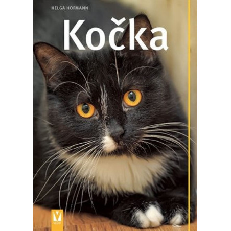 Kočka