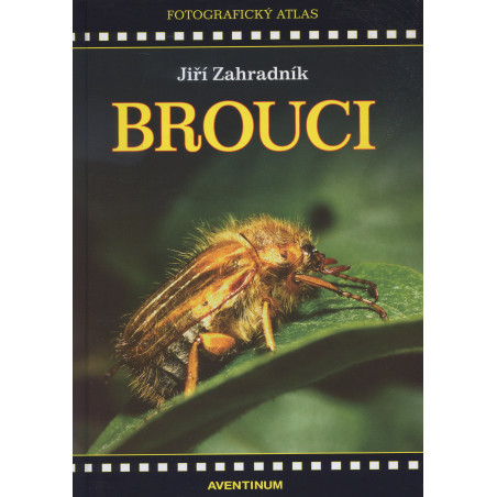 Brouci