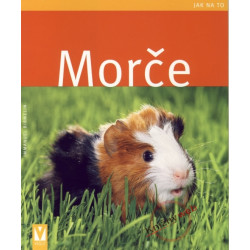 Morče - Jak na to