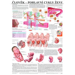 Člověk – pohlavní cykly ženy