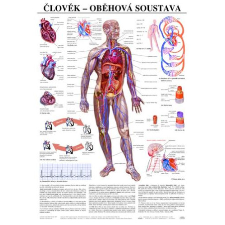 Člověk - oběhová soustava