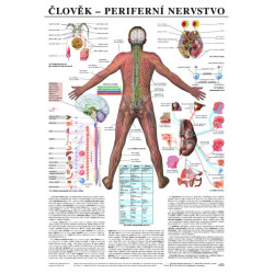 Člověk - periferní nervstvo