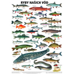 Ryby našich vod