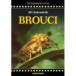 Brouci